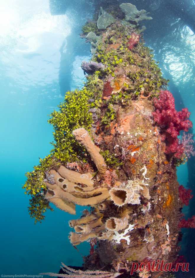 Coral covered pillar. Can you spot the Frogfish? Bakalan Jetty, Alor, Indonesia Coral covered pillar supporting a wide variety of life including this Painted Frogfish.