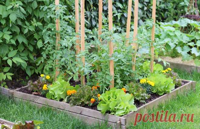 Как меньше поливать огород всё лето: проблему решит пакетная грядка. Они помогают сохранить влагу не снаружи грядок, а внутри.
