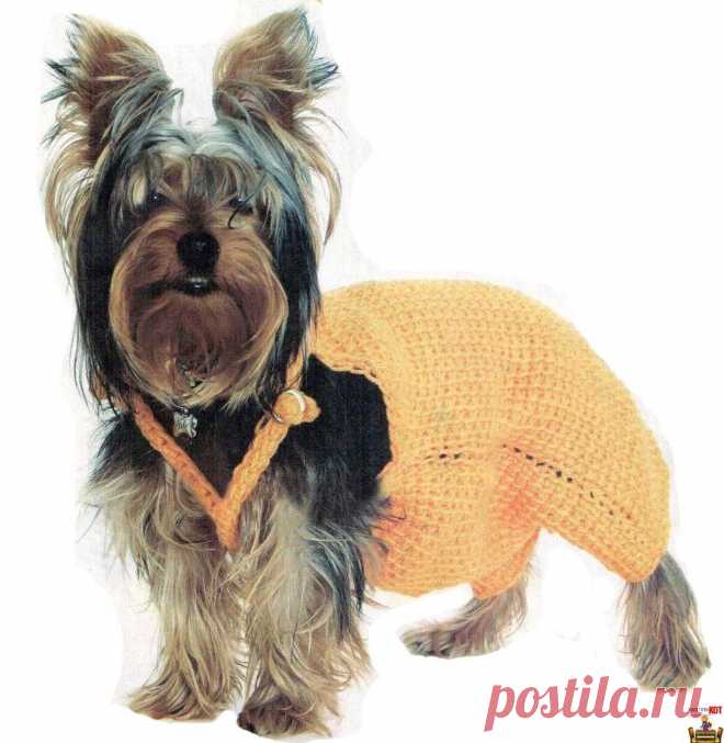 Вязание крючком одежда для собак – комбинезон для йорка - Чисто КОТ