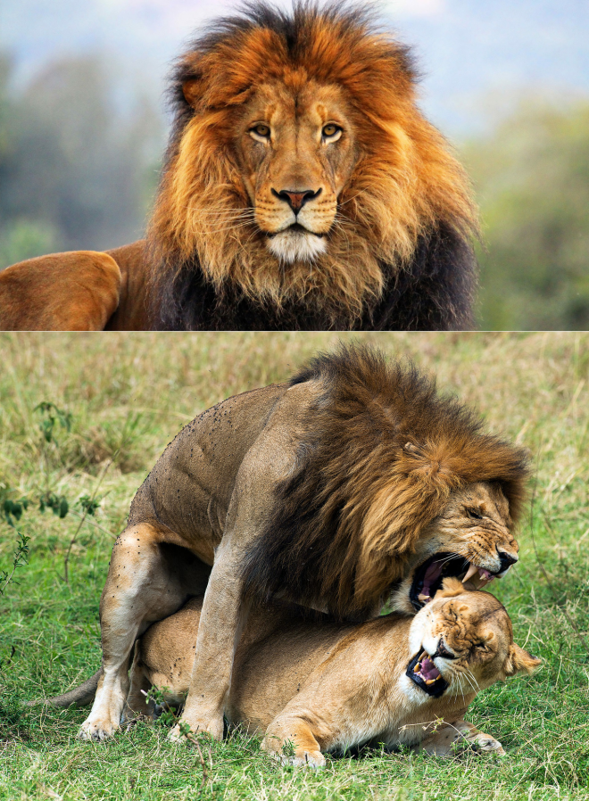 Сколько живут львы в дикой. Лев спаривается с львицей. Сколько живут львы. Лев спаривается с львицей фото. Как живут львы в дикой природе.