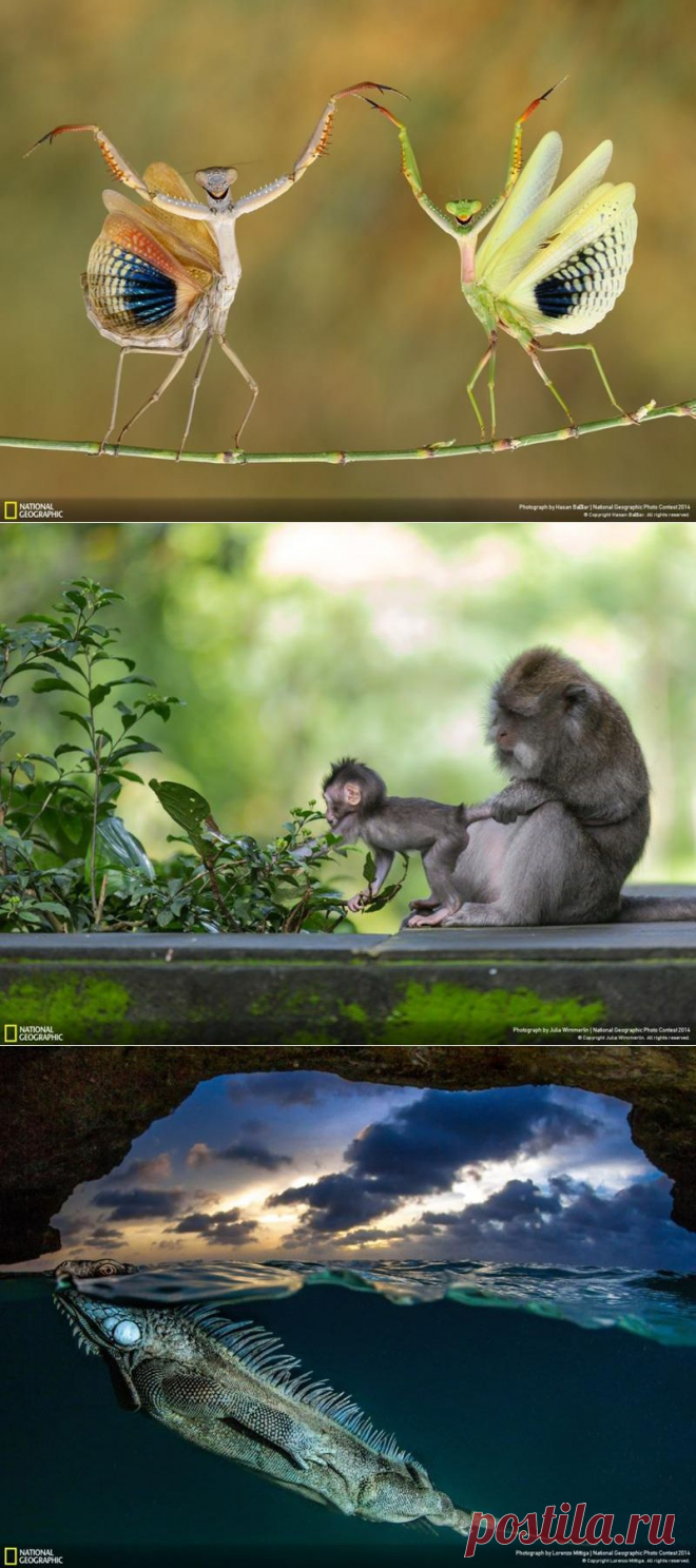 Удивительные фотографии, сделанные для конкурса National Geographic