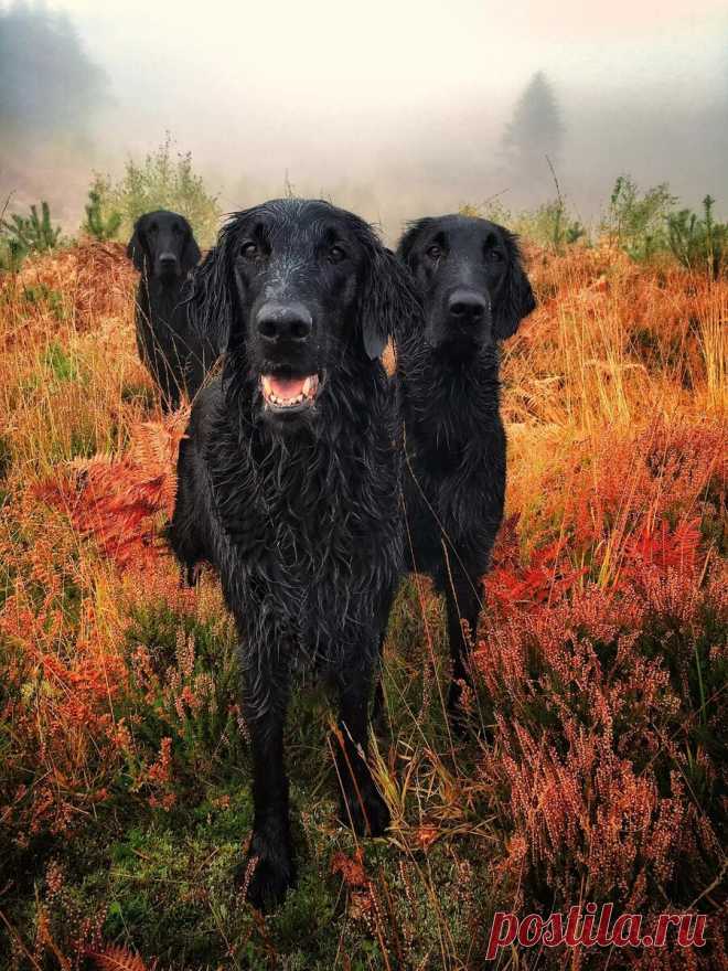 Ретроспектива: 30 фотографий от призеров конкурса «Dog photographer of the year 2018» | Кинолог Александр Смирнов | Яндекс Дзен