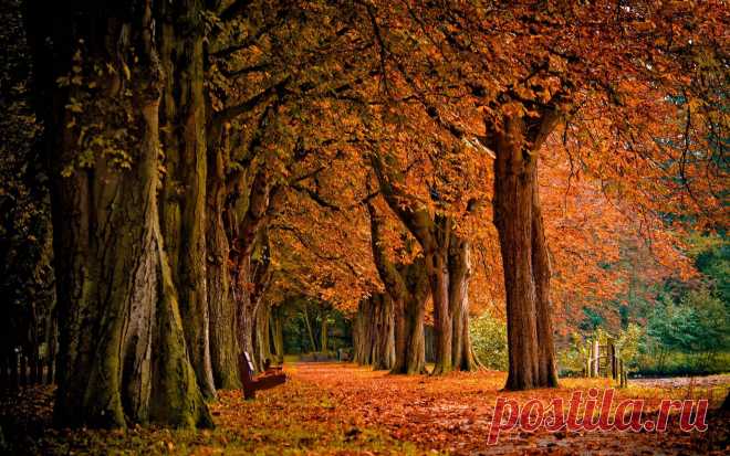 Листопад, листья, осень, деревья обои, фото, картинки