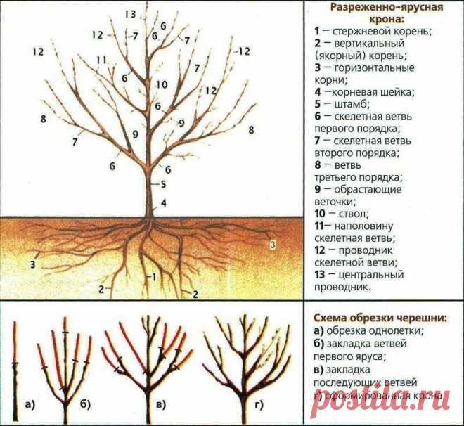 КАК ПРАВИЛЬНО ОБРЕЗАТЬ ЧЕРЕШНЮ

Сохраните, чтобы не потерять!

Формирование и обрезка черешни.

Черешня обладает высокой пробудимостью почек, но побегообразовательная способность у нее слабая.Поэтому у нее ярко выражена стволовость и ярусность в размещении ветвей. Формировать черешню рекомендуется по типу ярусной кроны, которая наиболее полно соответствует особенностям этой культуры.

Наибольшее распространение получили разреженно-ярусная, вазообразная, полуплоская и верет...