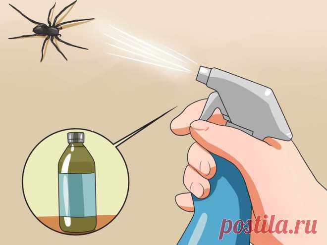 Избавление раз и навсегда от пауков, тараканов и других насекомых в доме Данный метод просто спасение. Вы удивитесь, насколько легко и безвредно для Вас и вашего здоровья можно избавиться от насекомых, в том числе и от пауков.