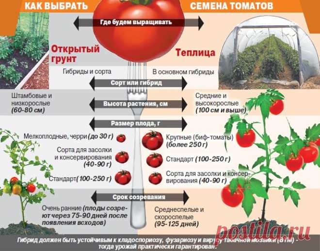 Выращивание рассады томатов в домашних условиях