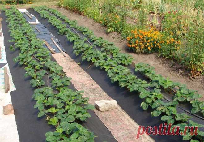 5 хитростей, которые помогут увеличить урожай клубники в 2-3 раза — Садоводка