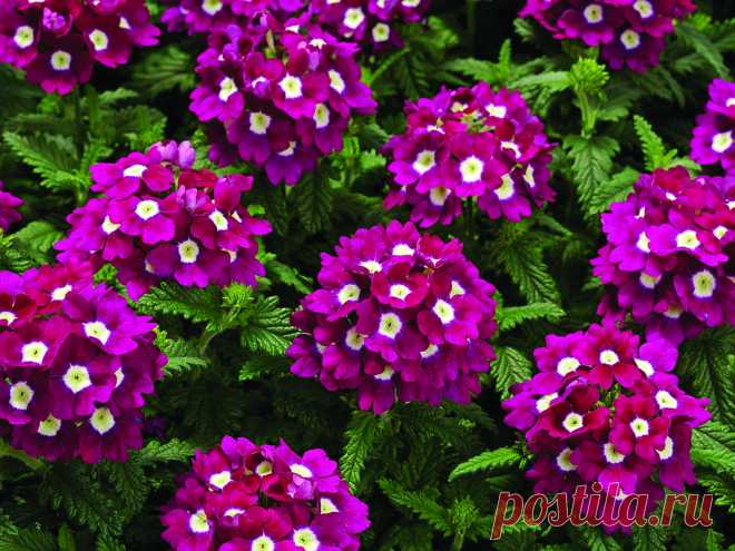 8 красиво цветущих цветов, которые станут отличной заменой петунии для выращивания в вазонах и кашпо