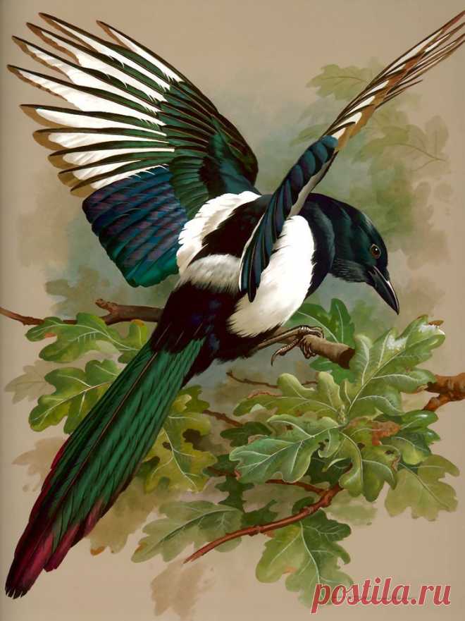 Базиль Эде и его прекрасные картины птиц