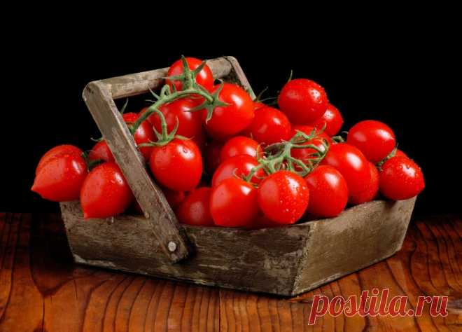 Фитофтора: как избавить томаты от злостного недуга — Садоводка