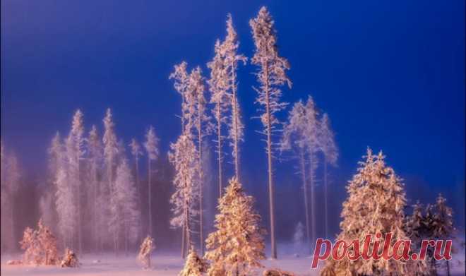 Зимнее безмолвие одиноких пейзажей: 12 мгновений «Волшебного леса» | Фотография | Среда обитания