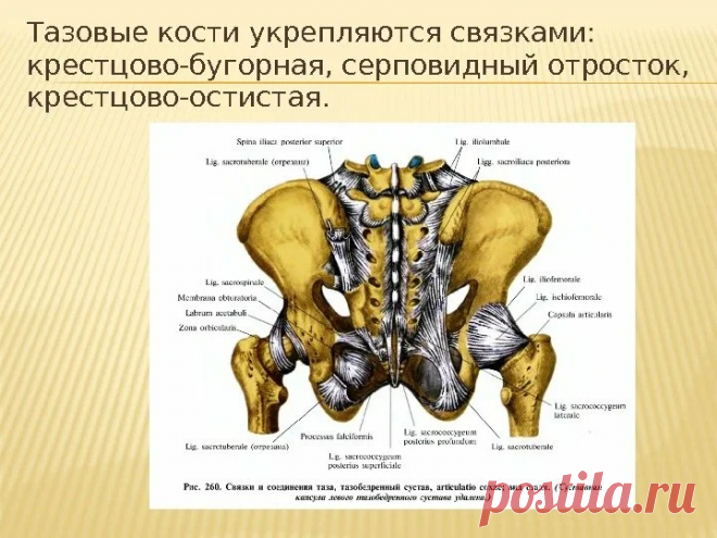 Это не шутка.ч.2.Растягиваем мышцы таза,чтобы спина была прямой. Достать до пола-не самоцель наклонов вперед из положения стоя. | Длядуши | Яндекс Дзен