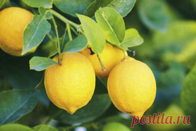 Как ухаживать за лимоном в домашних условиях в горшке