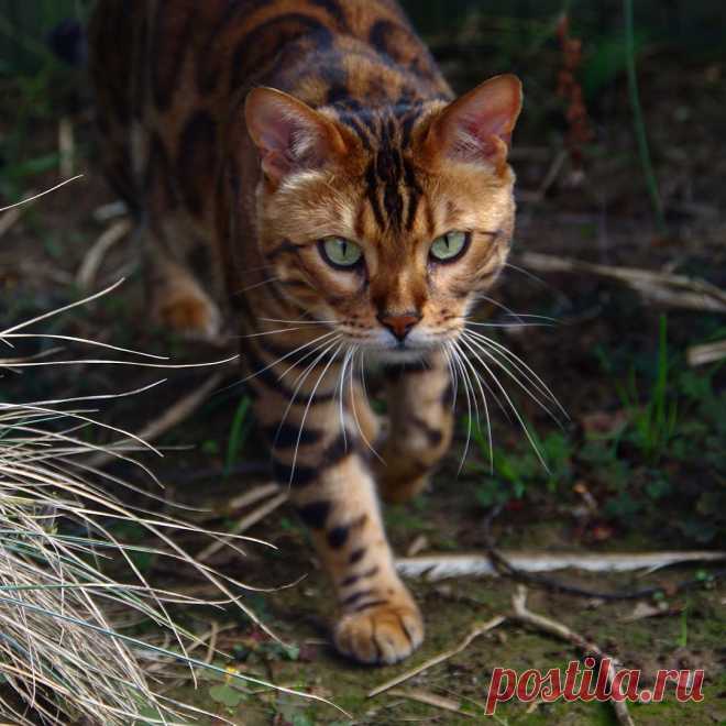 Thor The Bengal в Instagram: «🐯. #cat #cats #catstagram #catsagram #instagood #kitten #kitty #kittens #pet #pets #animal #animals #petstagram #petsagram #photoftheday #catsofinstagram #ilovemycat #instagramcats #catoftheday #lovecats #furry #lovekittens #adorable #catlover #instacat #MyGreatCat #excellent_cats #bengal #bengalcat #cat_features»