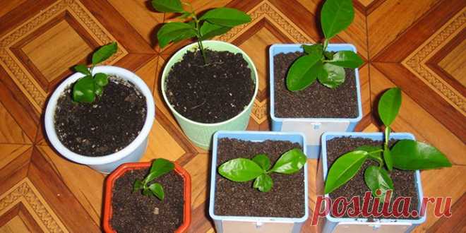 Как вырастить кофейное дерево в домашних условиях - уход, полив, пересадка и лечение болезней