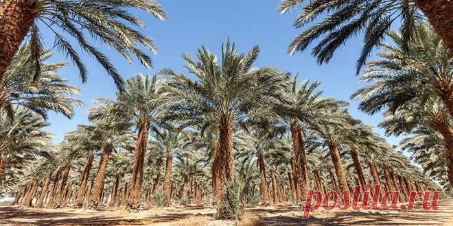 Ученые воскресили финиковые пальмы библейской эпохи