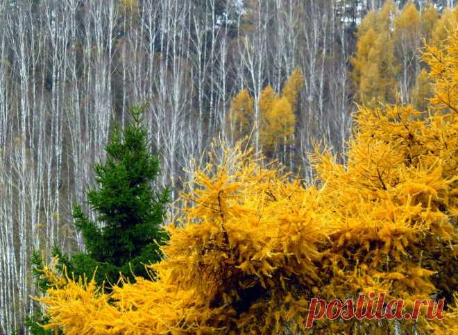 Felisket — «Осенний лес на Косотуре» на Яндекс.Фотках