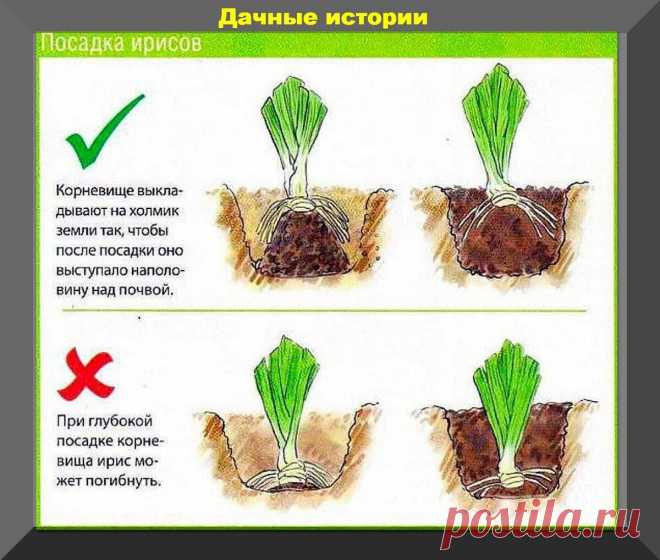 Лилейники, ирисы, хосты, верески, петунии, флоксы: важные весенние работы с самыми популярными многолетниками и однолетниками | Дачные истории | Дзен