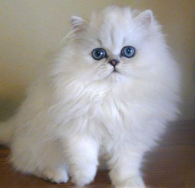 If my fiancé wasn't allergic to cats, this is the kind of cat I would like to have! Persian cat! So adorable!