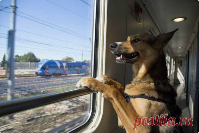 ✈ Как пережить длительное путешествие в поезде с собакой