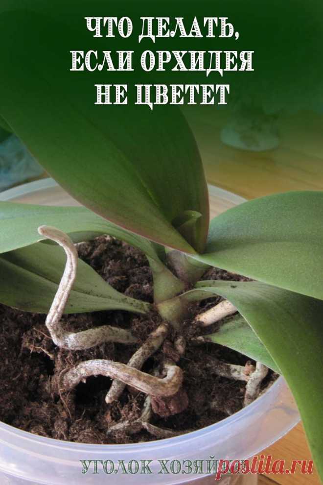 Орхидея фаленопсис — одно из самых красивых комнатных растений. Как правило, мы покупаем его цветущим. Но приходит момент, когда цветки опадают и владельцы орхидеи начинают задумываться, что они делают не так.