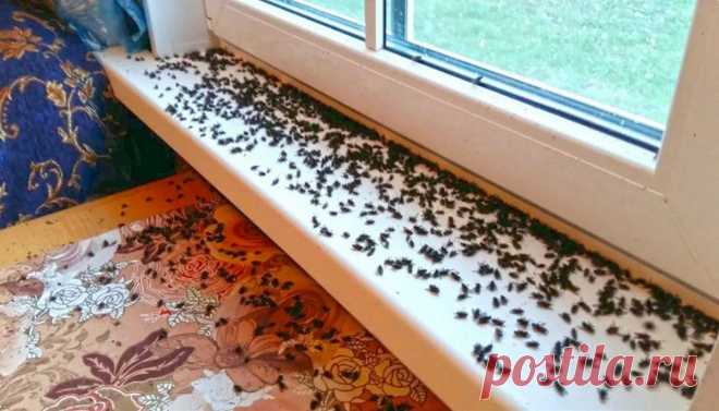 Я навсегда забыла, что такое мухи, комары и мошкара в доме: избавляемся от них раз и навсегда Простой трюк, который поможет избавиться от мух, комаров и мошкары раз и навсегда