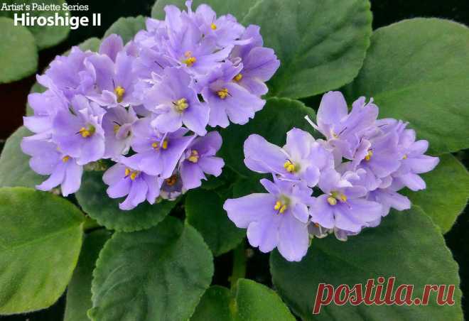 Optimara African Violets на Facebook.