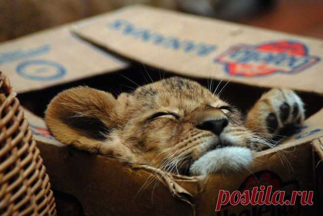 Большие котики тоже любят коробки • НОВОСТИ В ФОТОГРАФИЯХ