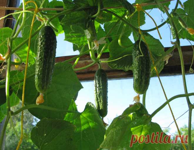 Сорта огурцов, которые дают хороший урожай при выращивании на балконе – выбираем правильные семена | sm-news.ru