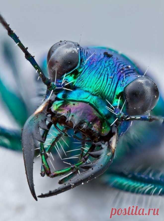 Портреты насекомых, как идеи для фантастики