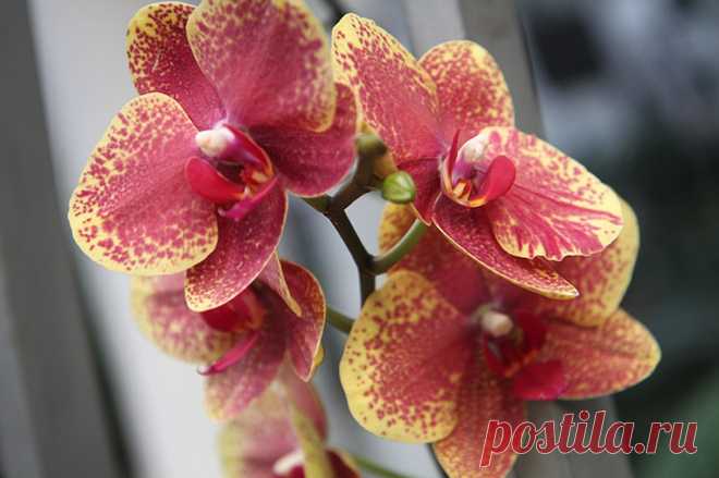 Чтобы орхидеи зацвели, им нужен стресс