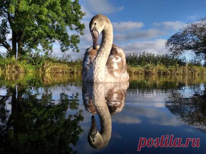 Птицы во всей красе в конкурсе Bird Photographer of the Year 2020 | Журнал Ярмарки Мастеров