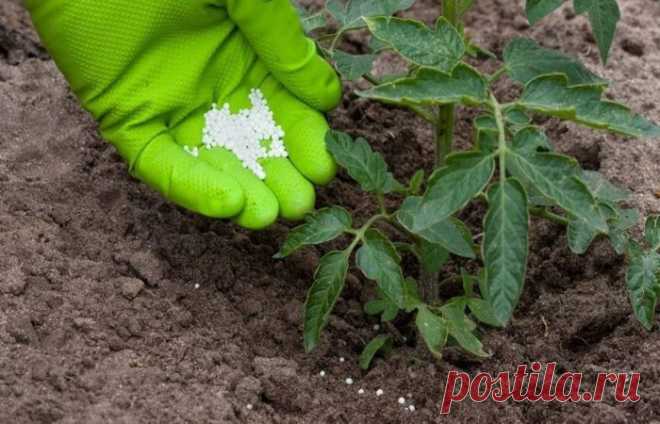 Для быстрого созревания и улучшения вкуса плодов томатов в теплице и открытом грунте используют специальные подкормки. Виды подкормок, как их приготовить, когда и как подкормить помидоры для сладости и быстрого созревания.