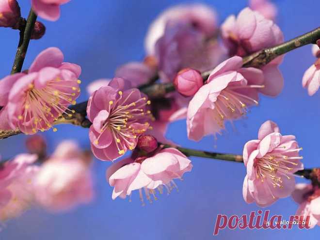 Pink Plum Blossom Wallpaper 7 - Wallcoo.net