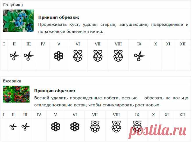 Календарь обрезки ягодных кустарников