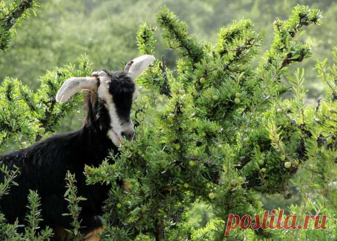 Древолазные козы, Марокко | ЖИВОЙ УГОЛОК