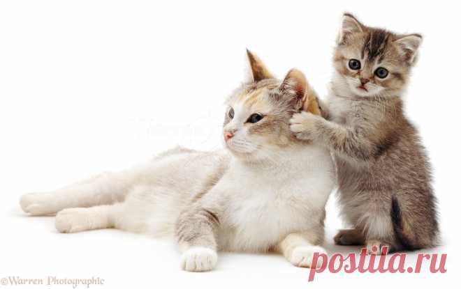 рисунки и картинки кошек и котят: 17 тыс изображений найдено в Яндекс.Картинках