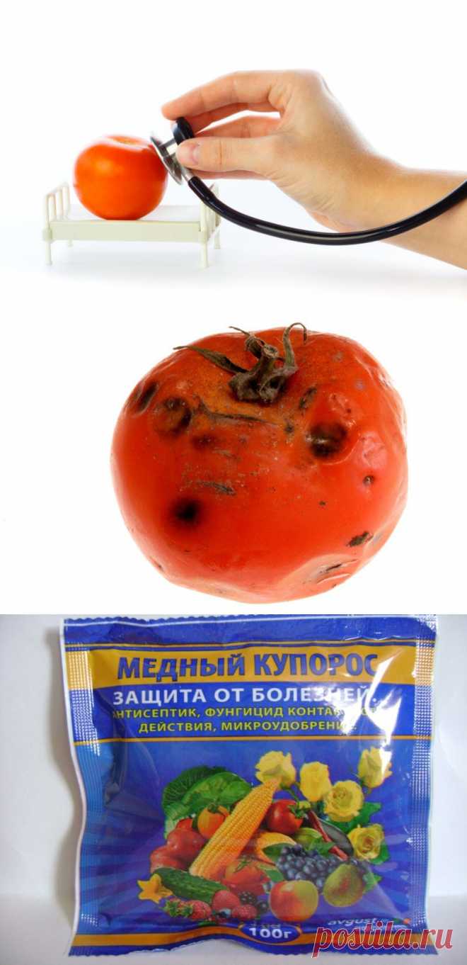 Как предотвратить фитофтороз томатов

Кто не любит помидоры? Свежие и засоленные, в салатах, в борщах и в кетчупе? Ух… вкуснота да и только! Но чтобы всё это порадовало наши столы и желудки, надо сначала вырастить чудесные краснощёкие плоды. И всё бы ничего: выращивание помидоров — не такая уж сложная вещь. Да только есть такая «засада», как фитофтороз