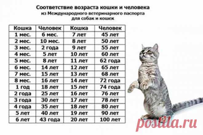 Возраст кошки по человеческим меркам, сравнение с человеком | Таблица  возраста кошки | Постила