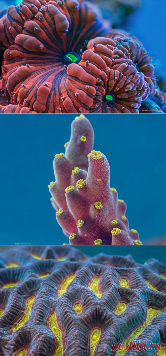 Лучшие фотографии со всего света - Фантастические макрофотографии кораллов