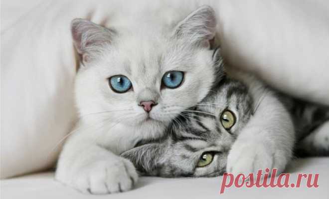 Самые смешные и причудливые коты интернета: 30 фото