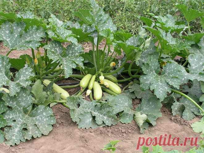 Три простых агротехнических приема для удваивания урожая кабачков | Наша Дача | Яндекс Дзен