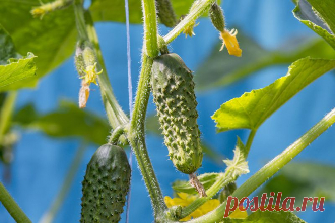 Как добиться плодоношения огурцов до самых заморозков | Огород без хлопот