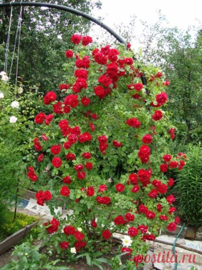 Зимостойкие сорта плетистых роз цветущие всё лето для различных регионов Зимостойкие сорта плетистых роз для различных регионов, цветущие всё лето. Виды плетущихся роз. Сорта роз для различных регионов. Крупноцветковые розы. Отзывы садоводов с форумов