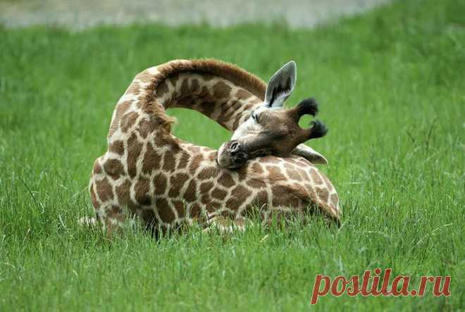 Забавные снимки спящих жирафов