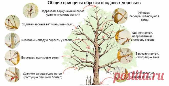 ОБРЕЗКА ПЛОДОВЫХ ДЕРЕВЬЕВ