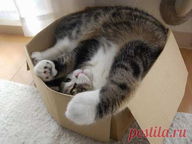 Почему кошки любят коробки: очевидные и невероятные причины