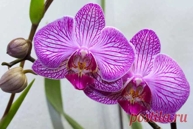 Десять самых популярных ошибок в уходе за орхидеями