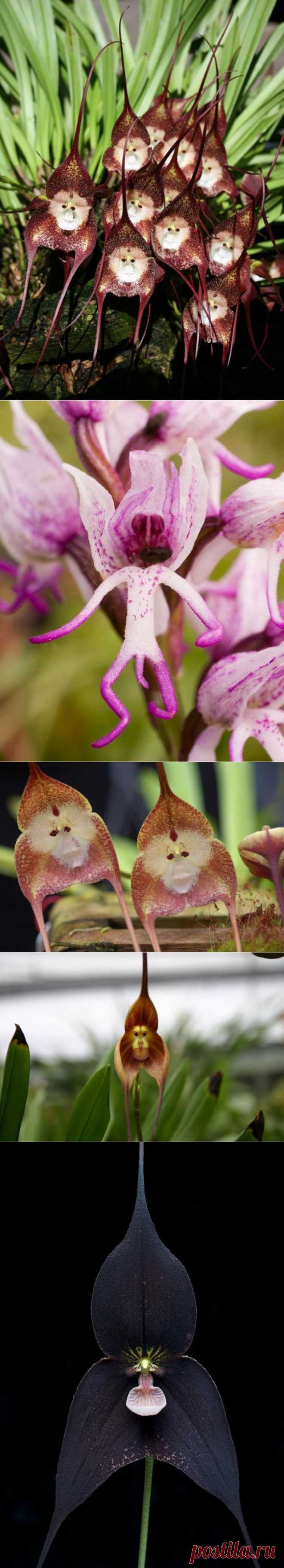 Обезьяньи Орхидеи: Ятрышник и Дракула |