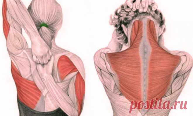 Упражнения для шеи: Освобождают от зажимов и нормализуют давление ~ Шкатулка рецептов